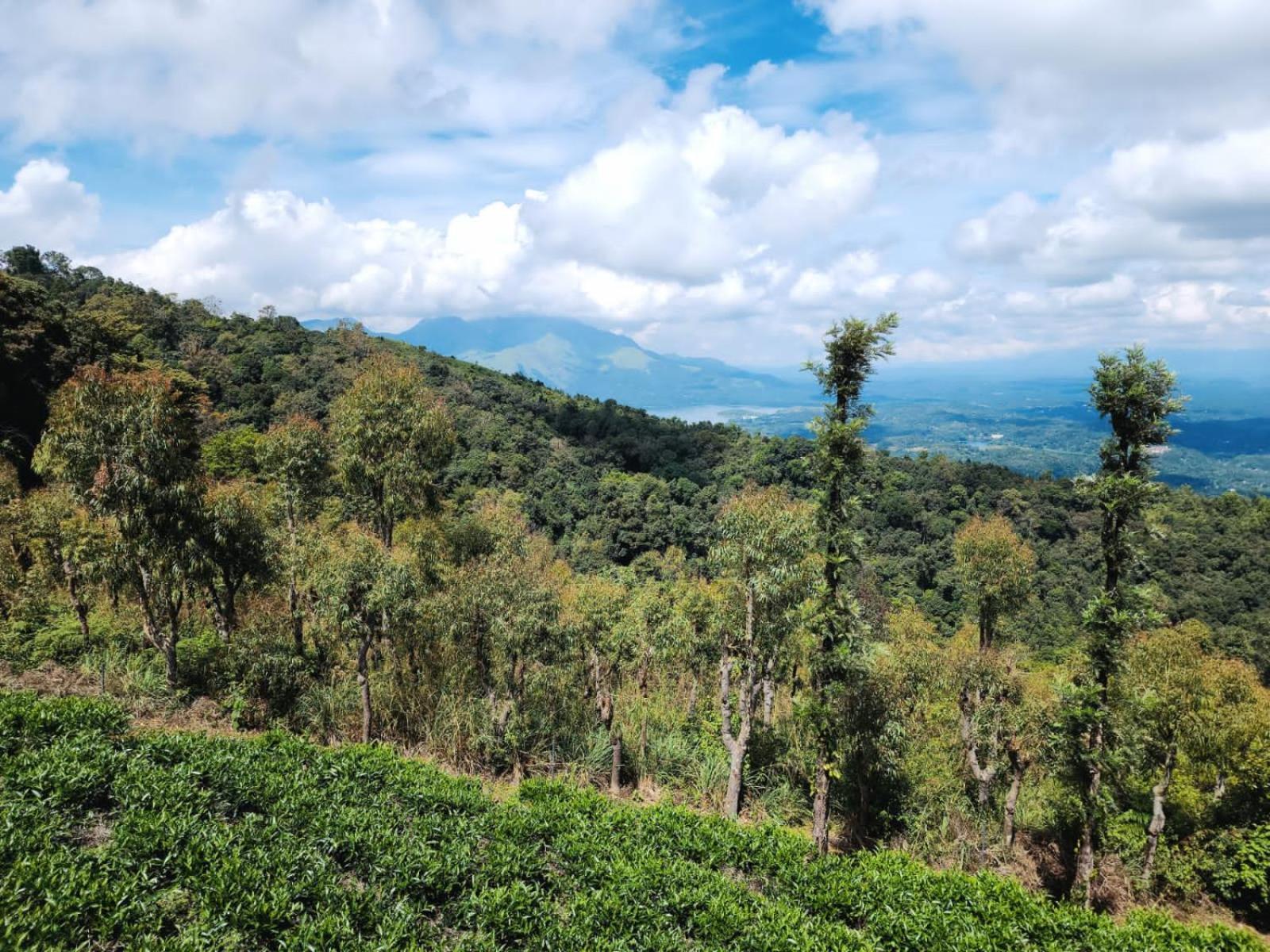 Vythiri Tea Valley I Best Hotel In Wayanad L Hotels In Vythiri Wayanad Екстериор снимка